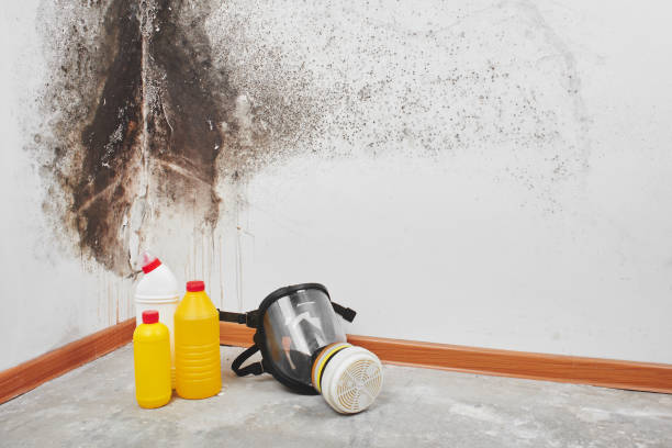 Best Mold Testing  in Dudley, NC