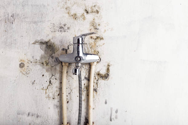 Best Best Mold Removal Companies  in Dudley, NC