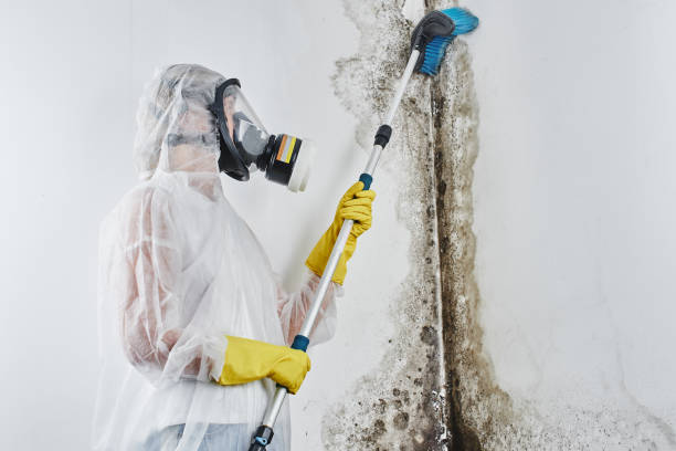 Best Home Mold Removal  in Dudley, NC