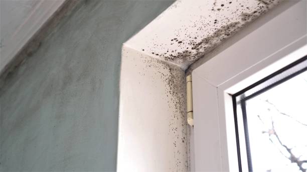  Dudley, NC Mold Removal Pros