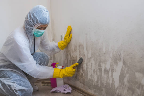 Best Mold Removal Process  in Dudley, NC