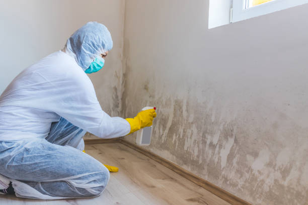 Best Mold Damage Repair  in Dudley, NC