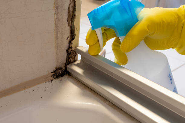 Best Fast Mold Removal  in Dudley, NC