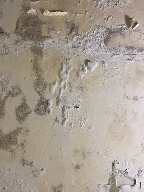 Trusted Dudley, NC Mold Removal Experts