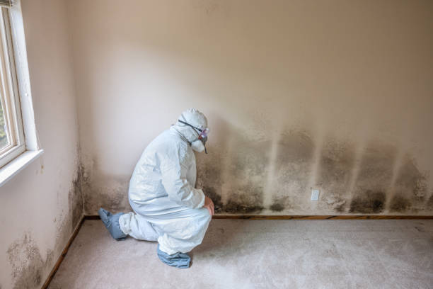 Best Mold Removal Company Near Me  in Dudley, NC