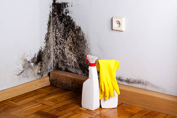 Office Mold Removal Services in Dudley, NC