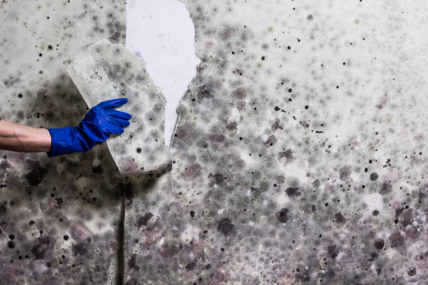 Mold Removal and Inspection in Dudley, NC